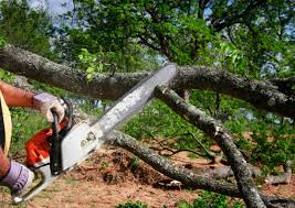 Best Leaf Removal  in Peoria, AZ