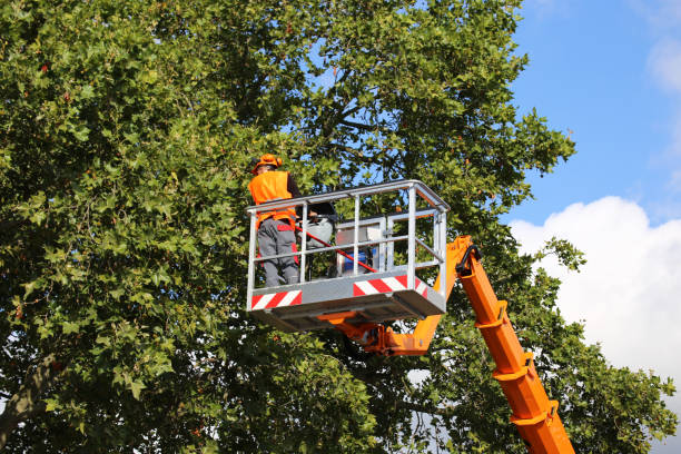 Professional Tree Care Services in Peoria, AZ