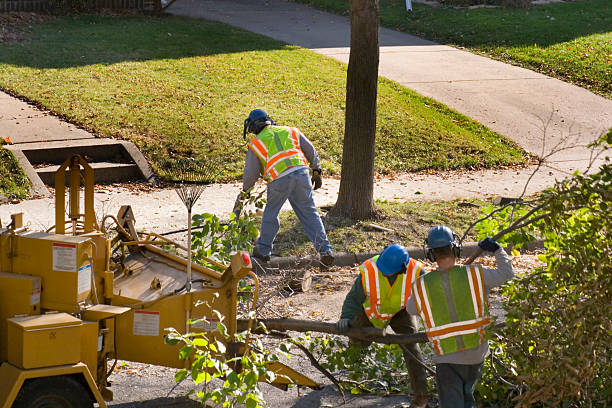 How Our Tree Care Process Works  in  Peoria, AZ